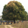 Baibokum 6